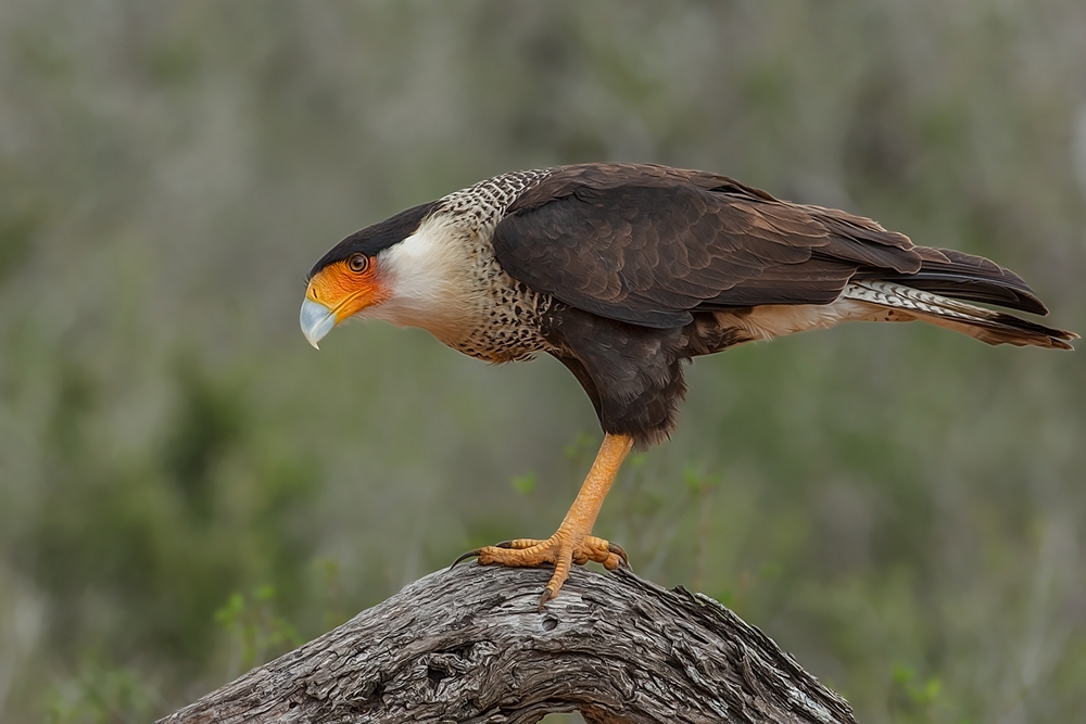 Crested Caracara, Santa Clara Ranch, Near McCook, Texas