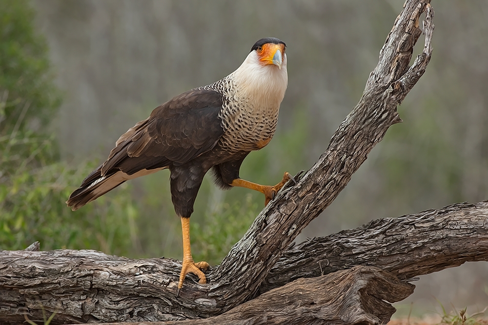 Crested Caracara, Santa Clara Ranch, Near McCook, Texas