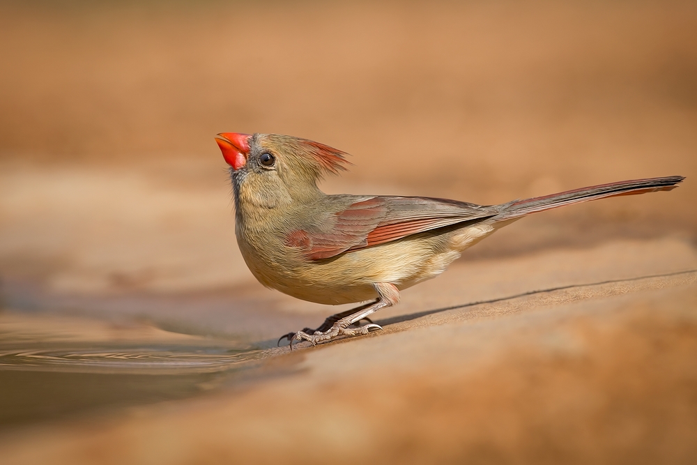 Northern Cardinal (Female), Santa Clara Ranch, Near McCook, Texas