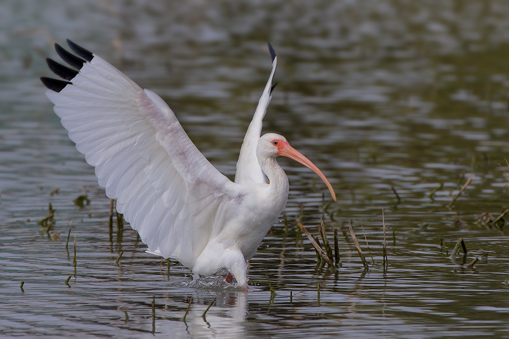 White Ibis, World Birding Center, Estero Llano Grande State Park, Near Weslaco, Texas