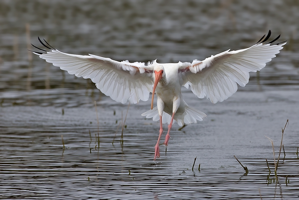 White Ibis, World Birding Center, Estero Llano Grande State Park, Near Weslaco, Texas