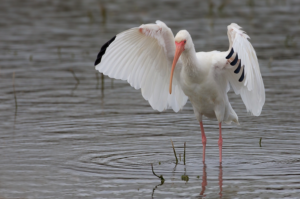 White Ibis, World Birding Center, Estero Llano Grande State Park, Near Weslaco, Texas