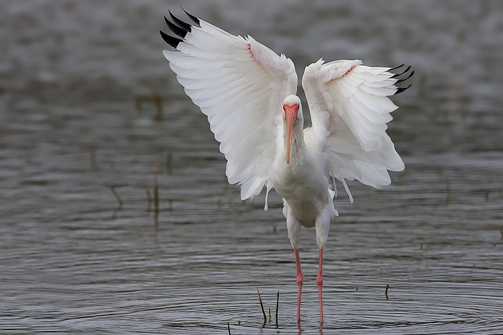 White Ibis, World Birding Center, Estero Llano Grande State Park, Near Weslaco, Texas