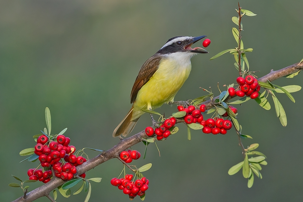 Great Kiskadee, Casa Santa Ana, Alamo, Texas