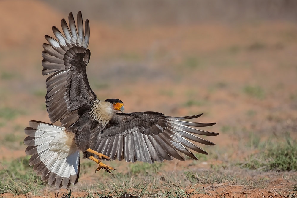 Crested Caracara, Laguna Seca Ranch, Near Edinburg, Texas