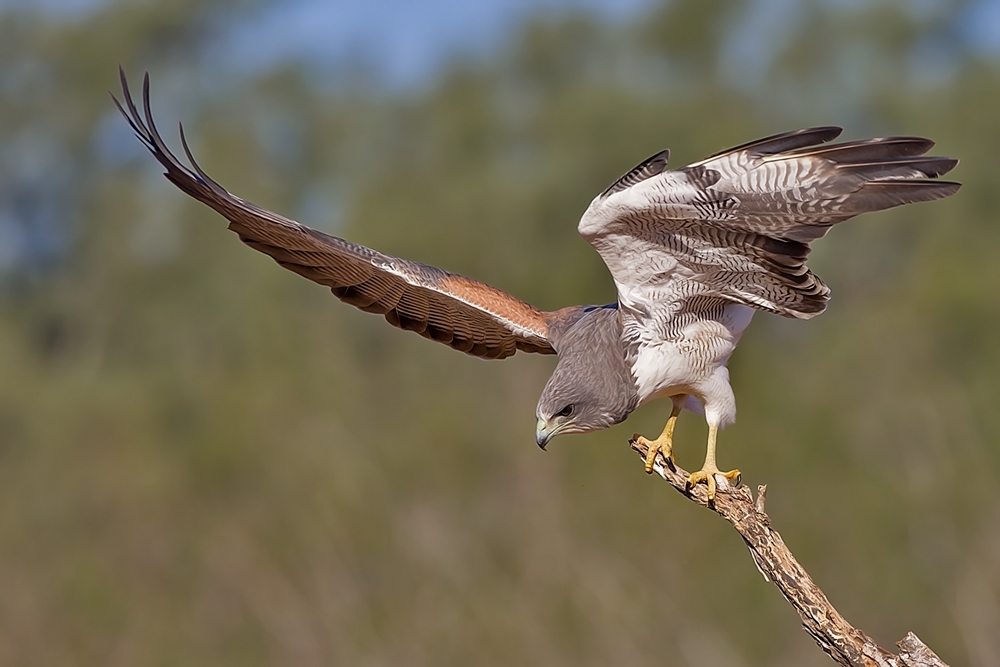 White-Tailed Hawk, Laguna Seca Ranch, Near Edinburg, Texas