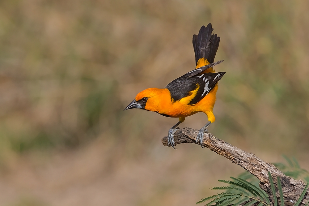 Altimira Oriole, Casa Santa Ana, Alamo, Texas