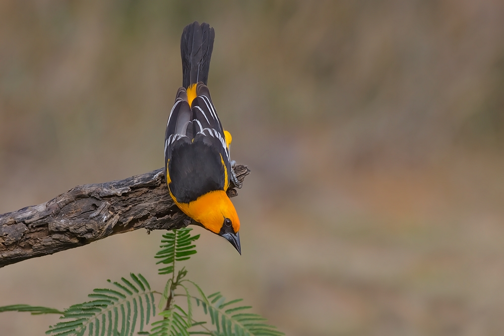 Altimira Oriole, Casa Santa Ana, Alamo, Texas