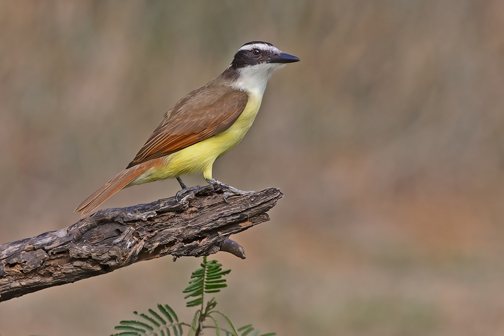 Great Kiskadee, Casa Santa Ana, Alamo, Texas