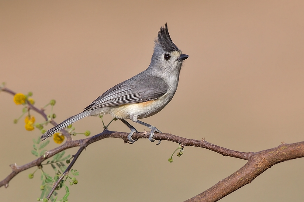 Black-Crested Titmouse, Laguna Seca Ranch, Near Edinburg, Texas