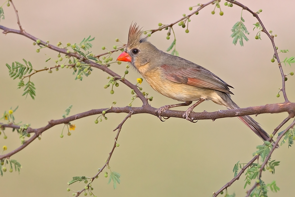 Northern Cardinal (Female), Laguna Seca Ranch, Near Edinburg, Texas