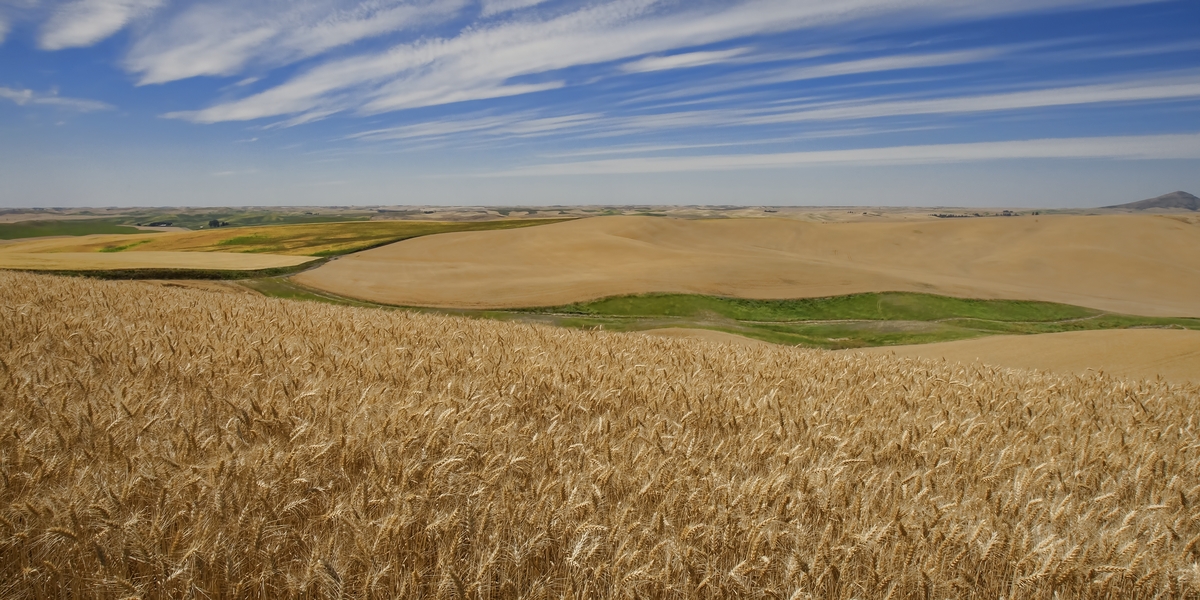 Green Hollow Road, Near Steptoe, Washington\n\n27 July, 2013