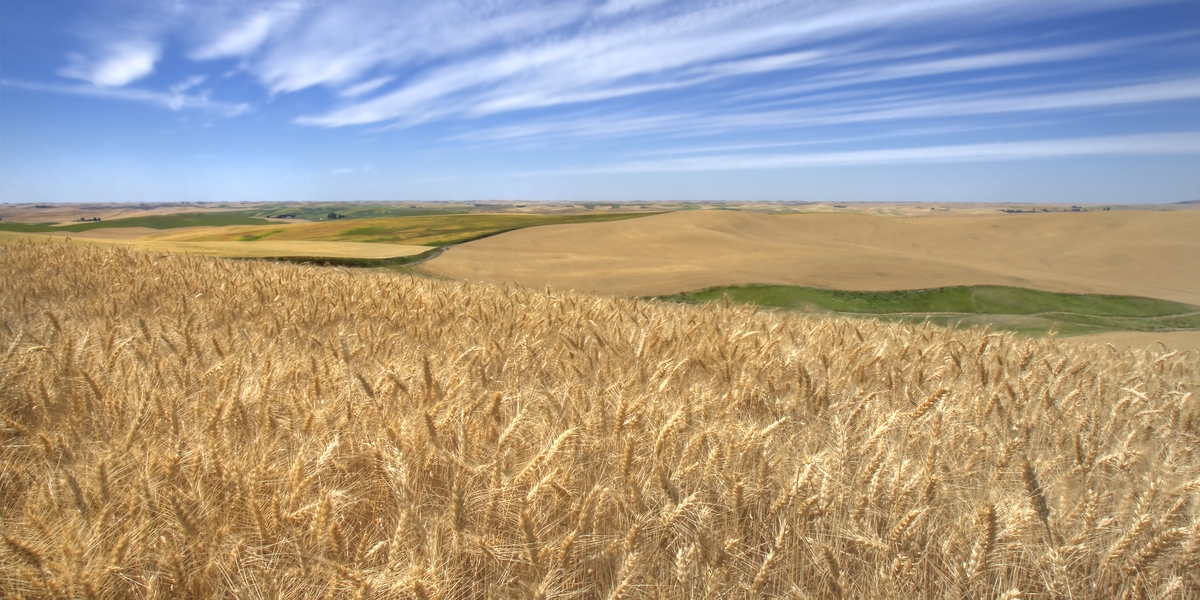 Ickes Road, Near Palouse, Washington\n\n27 July, 2013