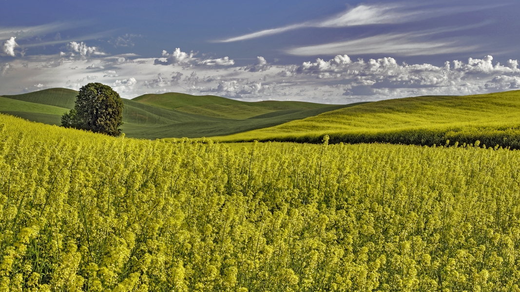 Canso Road, Near St. John, Washington\n\n17 June, 2013