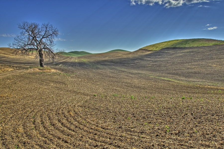 Harry Davis Road, Near Sunset, Washington\n\n17 June, 2013