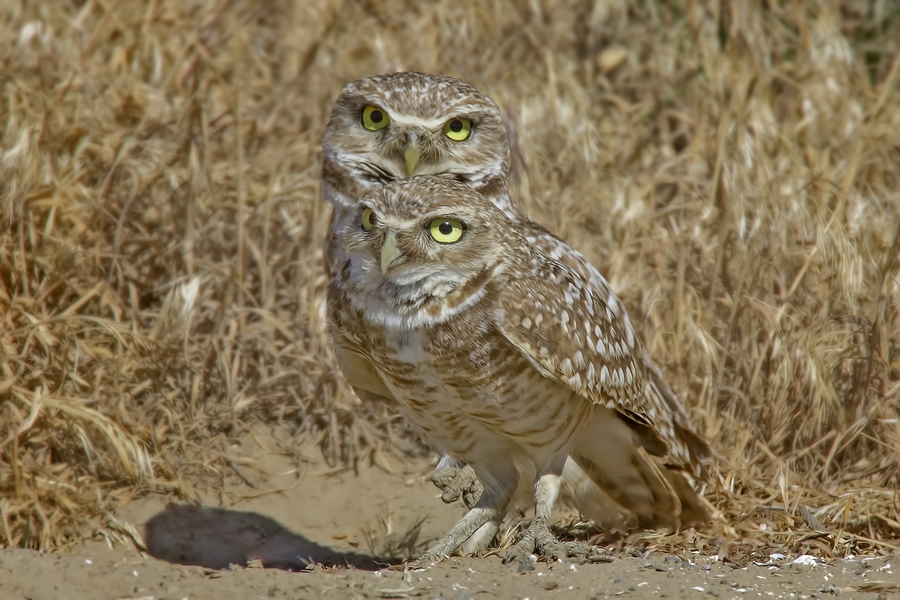 Burrowing Owls (Male And Female), Near Othello, Washington