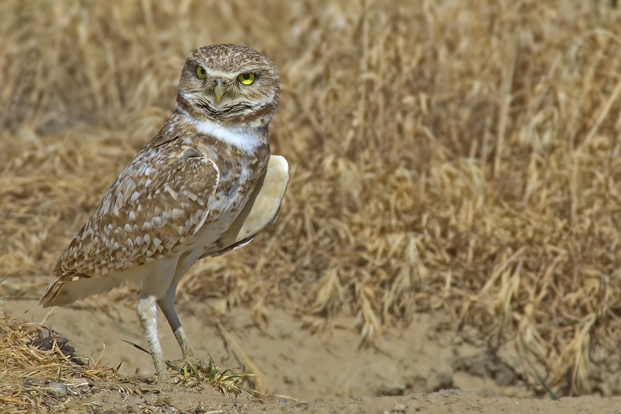 Burrowing Owl, Near Othello, Washington