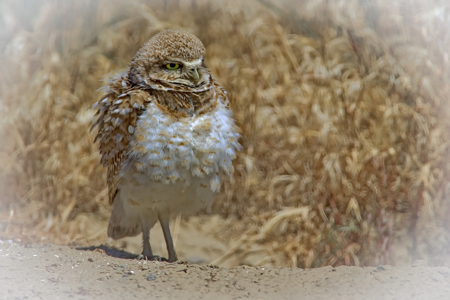 Burrowing Owl (Juvenile), Near Othello, Washington