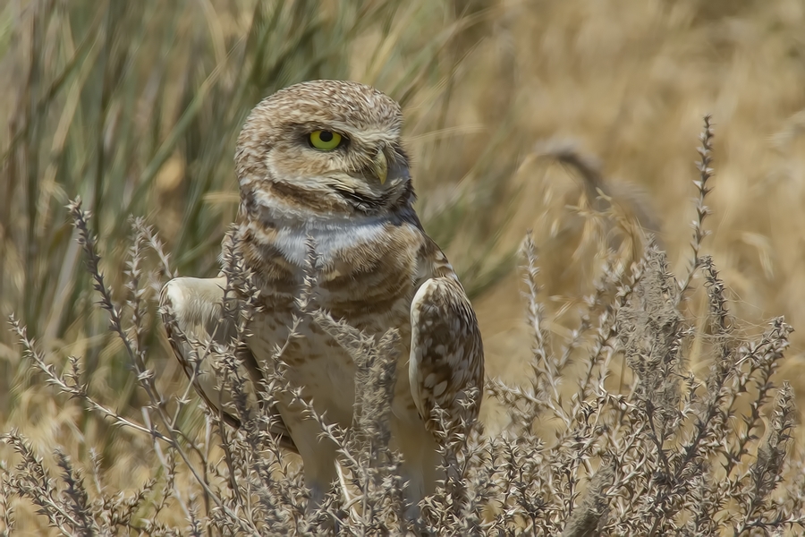 Burrowing Owl, Near Othello, Washington