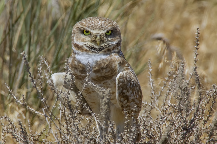 Burrowing Owl, Near Othello, Washington