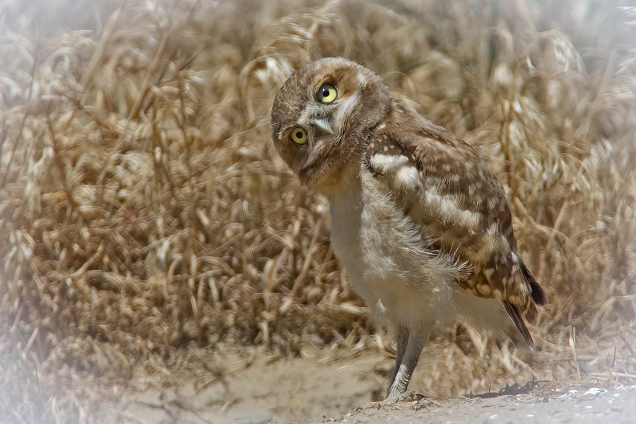 Burrowing Owl (Juvenile), Near Othello, Washington