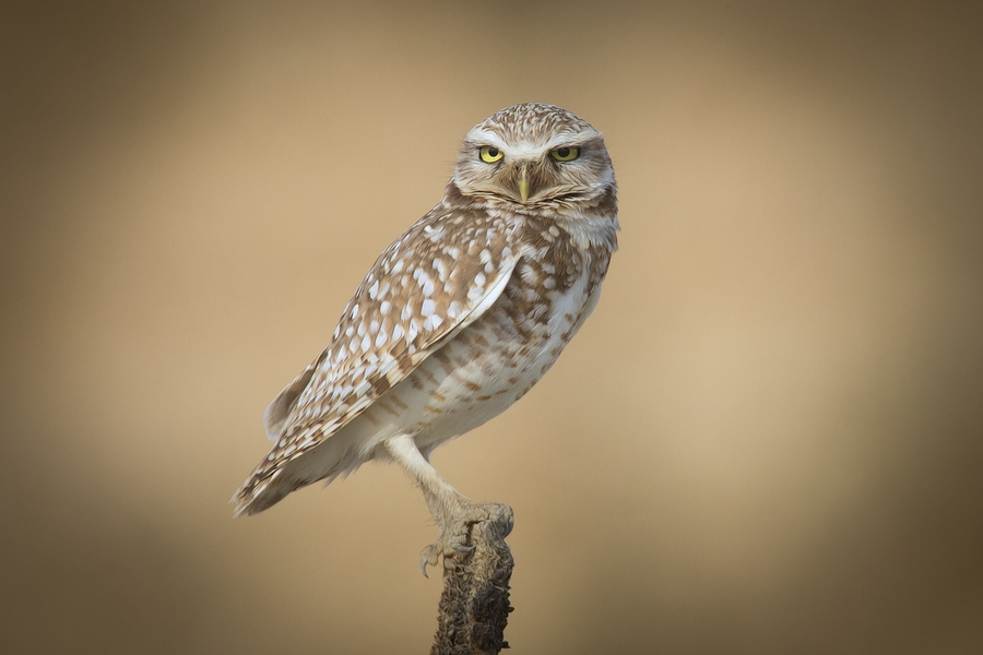 Burrowing Owl, Near Othello, Washington