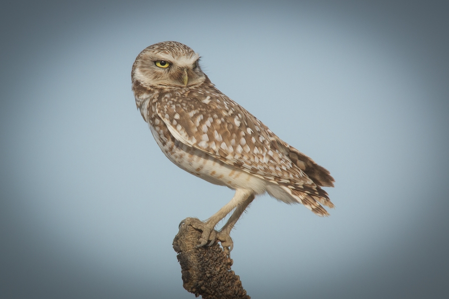 Burrowing Owl, Near Othello, Washington